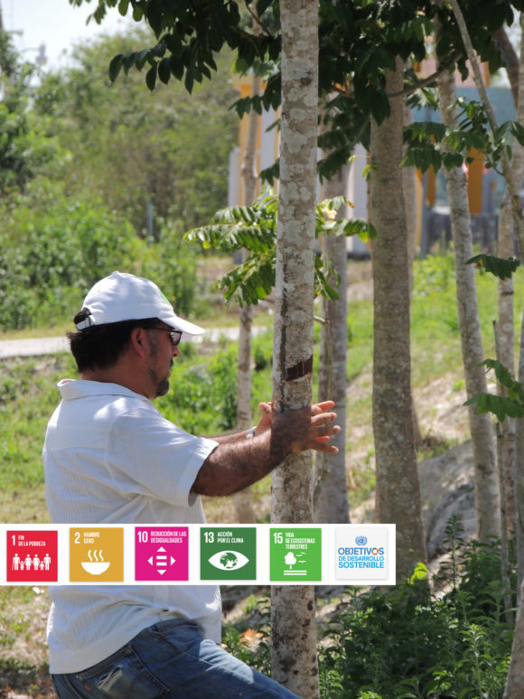 Restauración Productiva del paisaje en la Península de Yucatán.