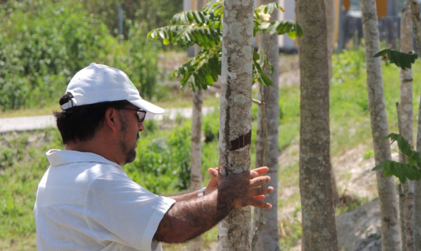 Restauración Productiva del paisaje en la Península de Yucatán.