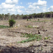 Restauración ecológica e implementación de estrategias de supresión de quemas agricolas