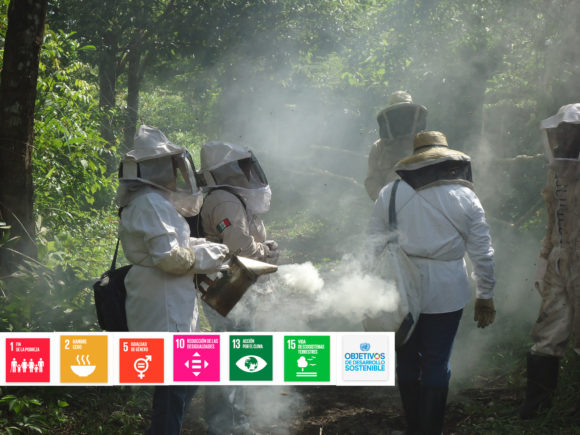 Promoción de la Apicultura para un Grupo Social en la Comunidad Quiché las Pailas, Calakmul, Campeche.