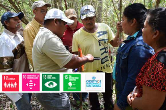 Fortalecimiento en MRV REDD+ para los estados de Campeche, Chiapas,Jalisco, Tabasco, Quintana Roo y Yucatán.