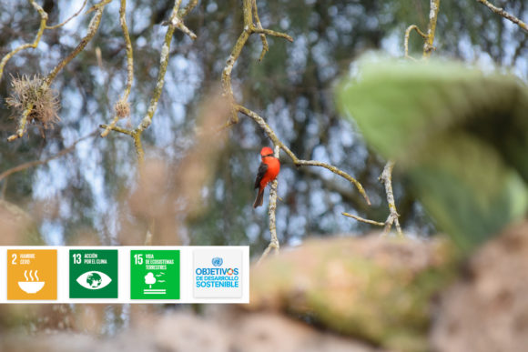 Biodiversidad Asociada a Módulos Agroforestales
