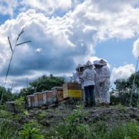  Implementación de buenas prácticas para el manejo de los apiarios en Calkmul