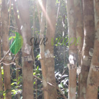  Emplacamiento de árboles en sitios de monitoreo intensivo. Calakmul, Campeche.