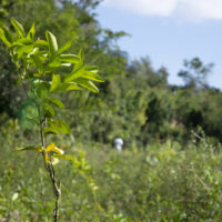  Limón. Módulo agroforestal Dos Lagunas Norte, Calakmul, Campeche.