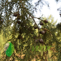  Juniperus flaccida. Atotonilco el Grande, Hidalgo.
