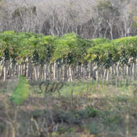  Papayas. Módulo Agroforestal Eugenio Echeverría Castellot I, Calakmul, Campeche.
