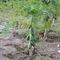  Plantación de Papayas. Módulo Agroforestal Los Ángeles. Calakmul, Campeche.