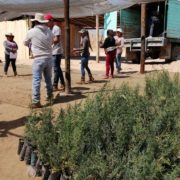 Restauración Productiva y servicios ambientales en bosques templados en Nahuatzen, Michoacán.