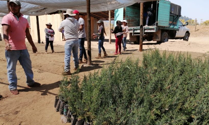 Restauración Productiva y servicios ambientales en bosques templados en Nahuatzen, Michoacán.